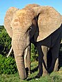 A close-up from the Addo Elephant Park, South Africa.