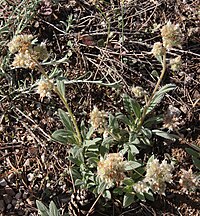 Timberline phacelia (Phacelia hastata) Minaret