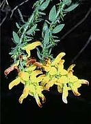 Genista aristata