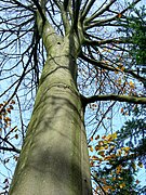 Beech in Poland