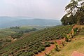 Tea Plantation in Tzaneen, South Africa