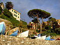 Various types of maritime pine, Recco, Italy