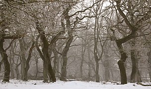 Oak (Quercus robur) forest, Denmark