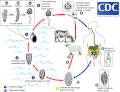 Life cycle of Fasciola hepatica