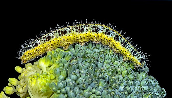 Large white caterpillar Pieris brassicae