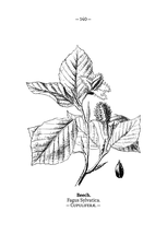 Fagus sylvatica plate 140 in: Wayside and woodland blossoms, 1895 alternative