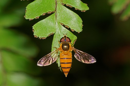 Unidentified Asarkina