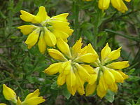 Genista hispanica