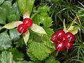 Rubus pedatus