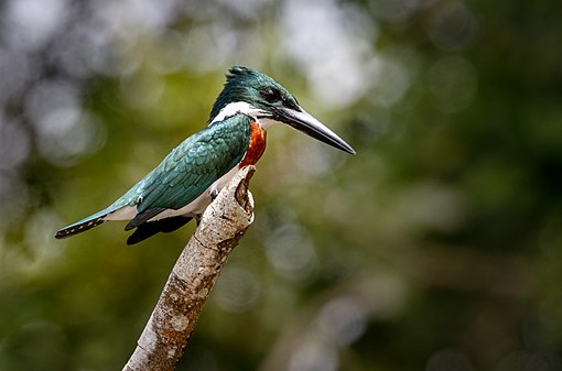 Amazon Kingfisher Chloroceryle amazona