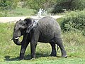 A young elephant taking a shower.