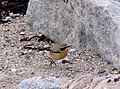 Adult male on passage, Helgoland, Germany