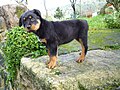 3 months old Rottweiler puppies