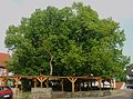 The oldest known tree in Germany