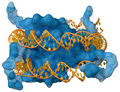 Nucleosome. Molecular surface of histones is shown in blue and the DNA in orange