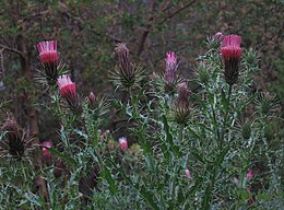 Anderson thistles (Cirsium andersonii) dense