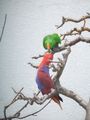 红胁绿鹦鹉(折衷鹦鹉) Eclectus polychloros