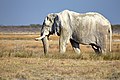 Old bull on his way to water near Namutoni in Etosha National Park Namibia