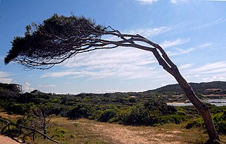 Windswept trees (Sardegna)