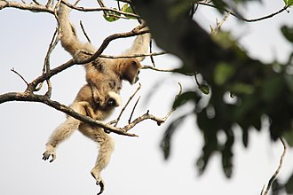 a monkey shimmying from branch to branch