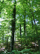 Forest between the Waterfall of Urach and Castle Hohenurach in Baden-Württemberg.