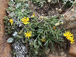 Golden-aster (Pyrrocoma apargioides) Glacier Canyon