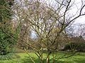 Habitus of leafless plant