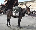 Mule in Argentina