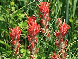 Red paintbrush (Castilleja miniata) close