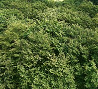 Downview at tree tops. (Poland, Nature reserve Szczyt Wieżyca)