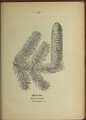 Abies alba (as syn. Abies pectinata) plate 153 in: Wayside and woodland blossoms, 1895