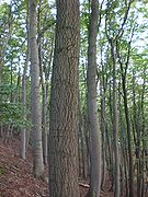 Fagus sylvatica var. quercoides