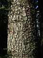 Bark; Malá Fatra, Slovakia