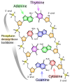 Chemical structure of DNA