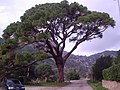 Monserrato, Porto Azzurro, Elba, Italy.