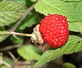 Rubus hirsutus