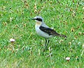 Adult male, Shetland, Scotland