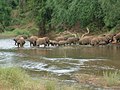 A breeding herd of elephants, entirely cows and young, in the Makuleke area of the Kruger Park, South Africa.