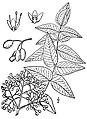 Zanthoxylum clava-herculis