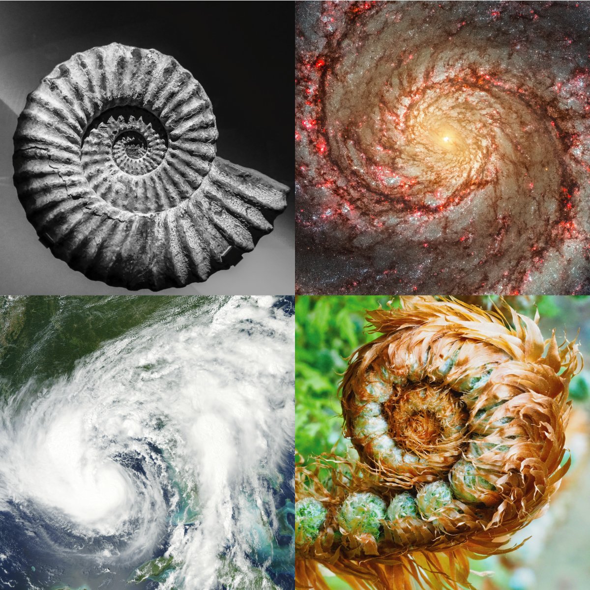 Fibonacci Golden Ratio In Nature