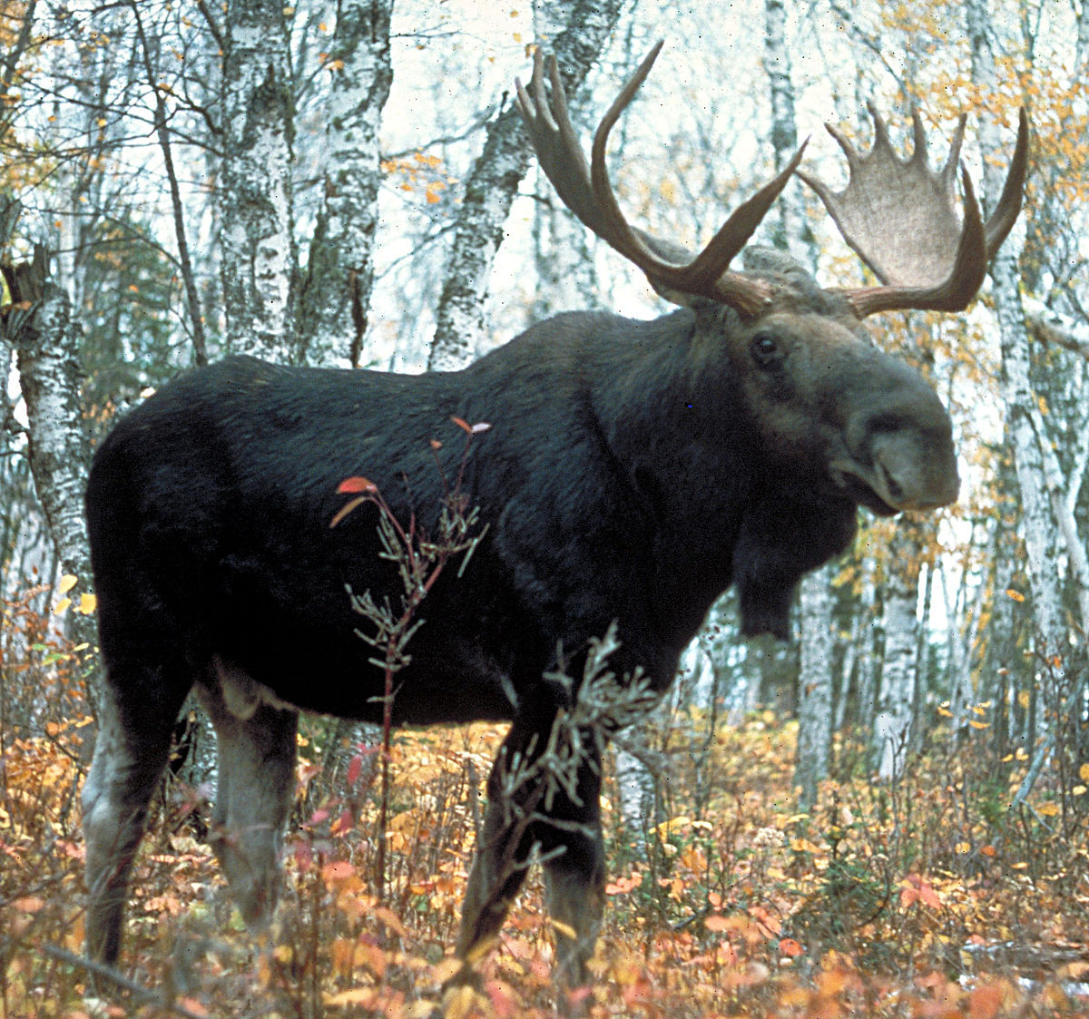 Nice Images Collection: Moose Desktop Wallpapers