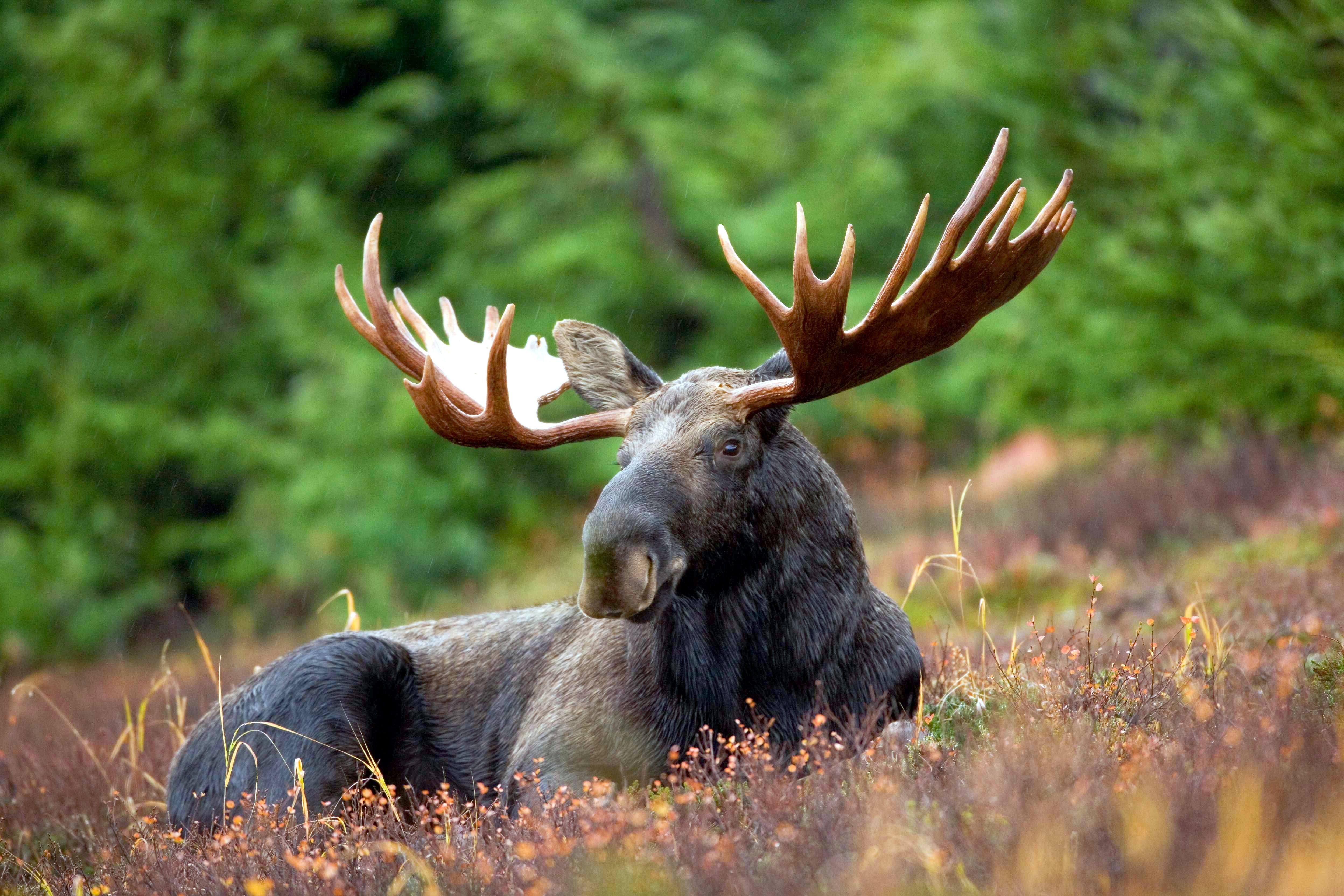 Nice Images Collection: Moose Desktop Wallpapers