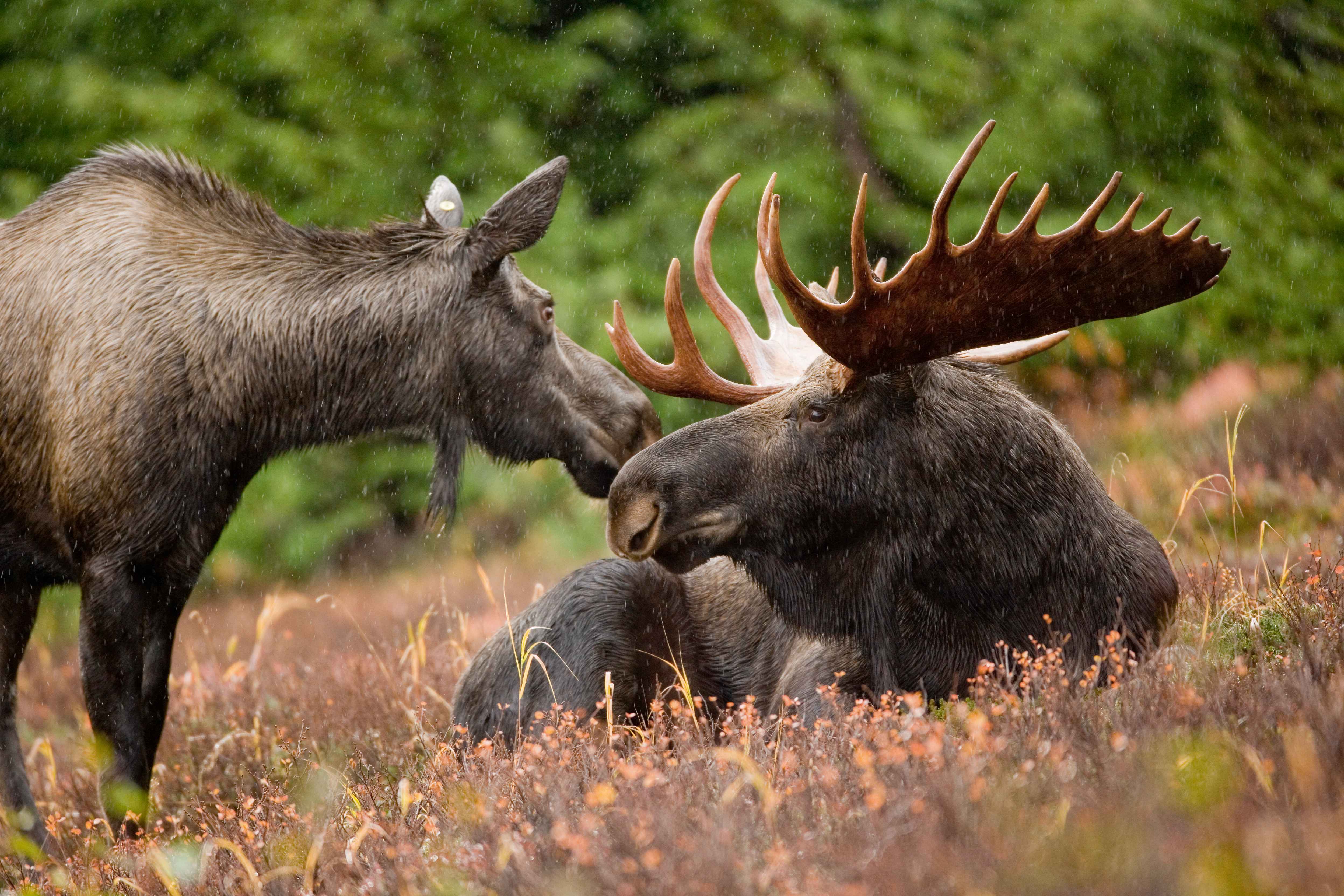 Moose Pics, Animal Collection