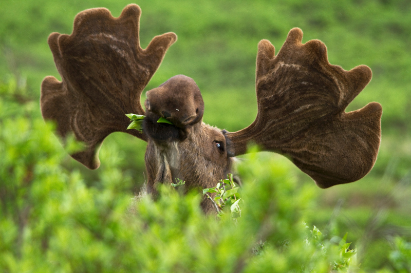 High Resolution Wallpaper | Moose 800x533 px