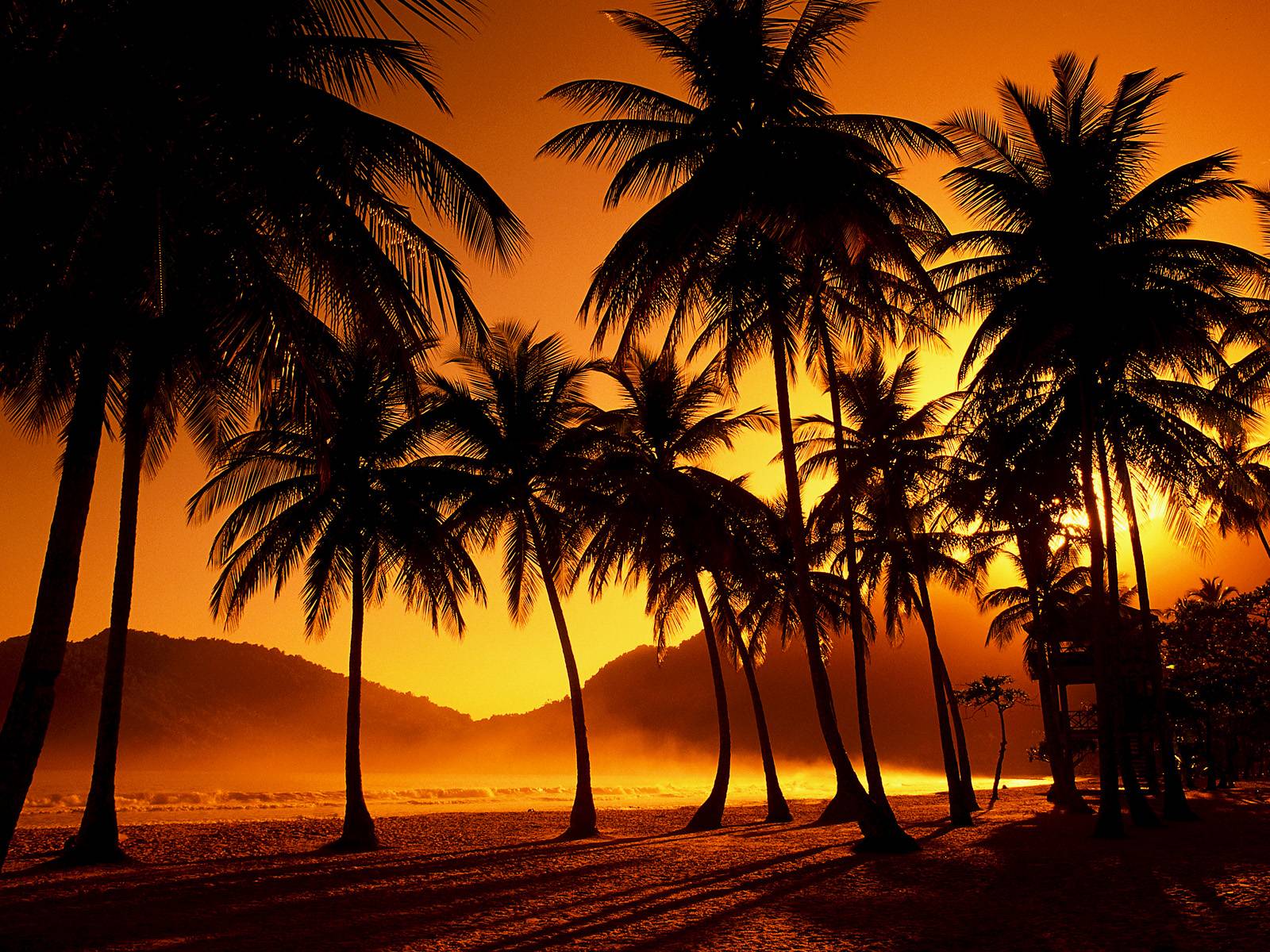 Palm Tree Beach Sunset Wallpaper