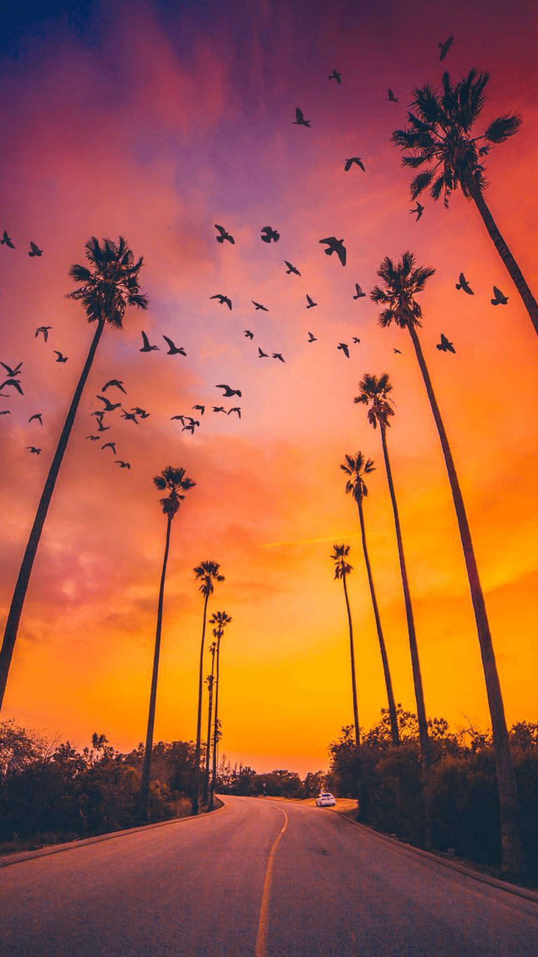 Palm Tree Beach Sunset Wallpaper