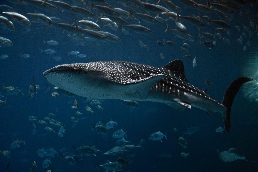 Update more than 60 whale shark wallpaper - in.cdgdbentre