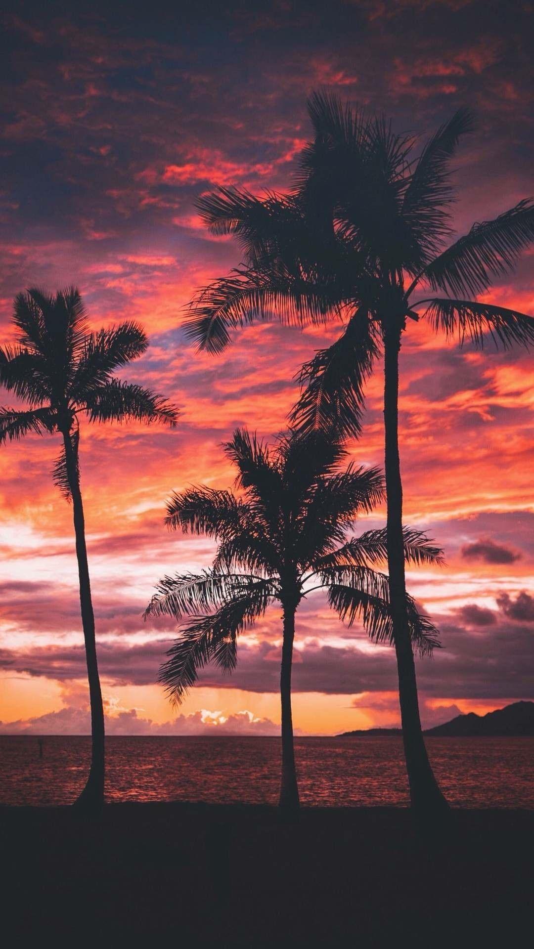 Palm Tree Beach Sunset Wallpaper