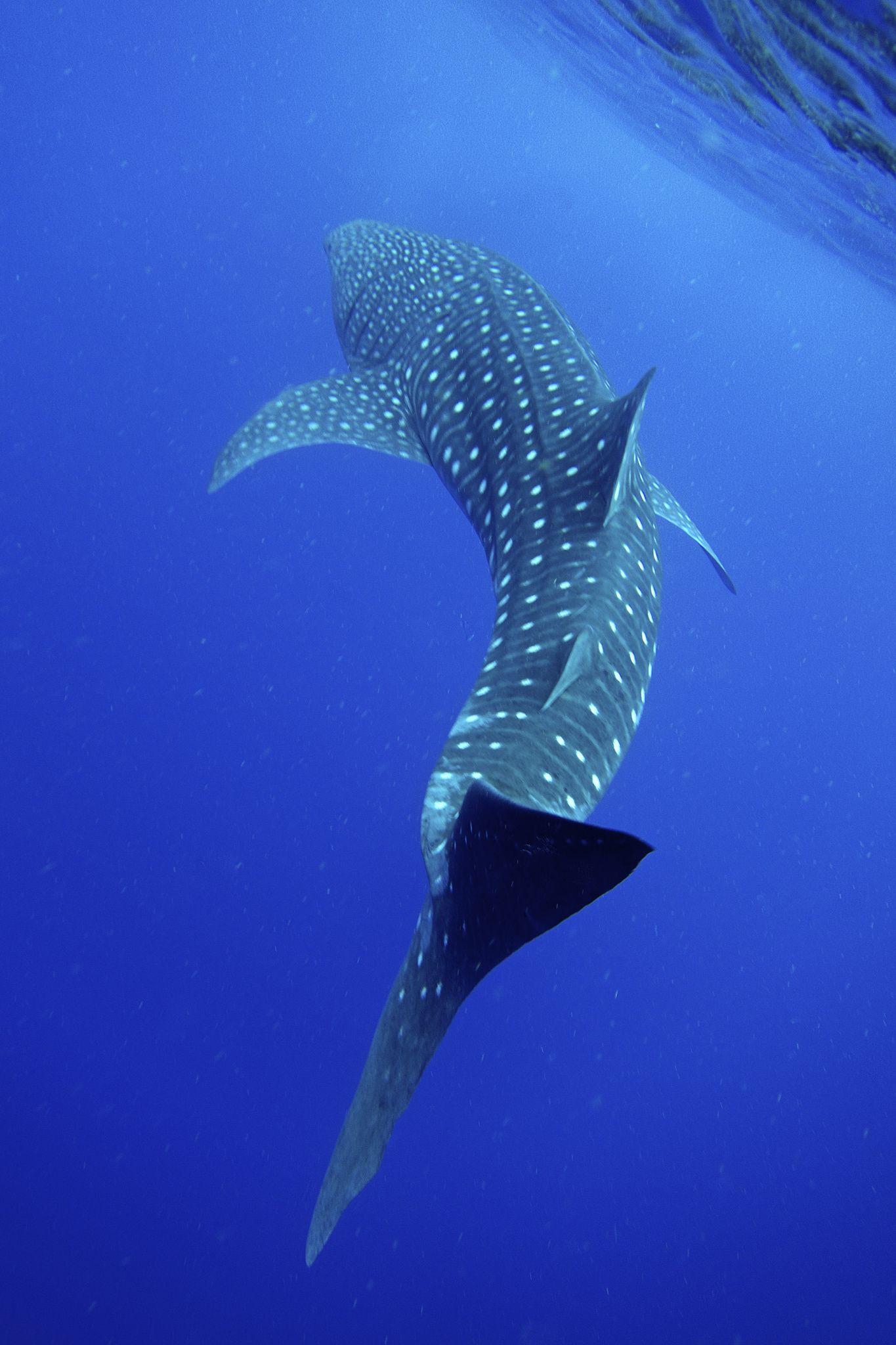 Whale Shark Wallpaper