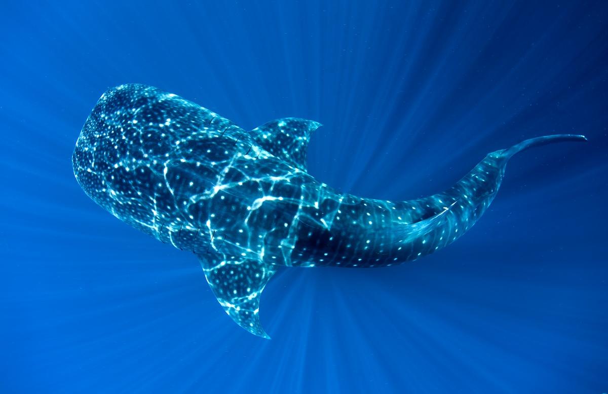 Whale Shark 4K Wallpapers - Top Free Whale Shark 4K Backgrounds ...